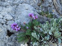 006 Kopfiges Laeusekraut (Pedicularis rostratocapitata)